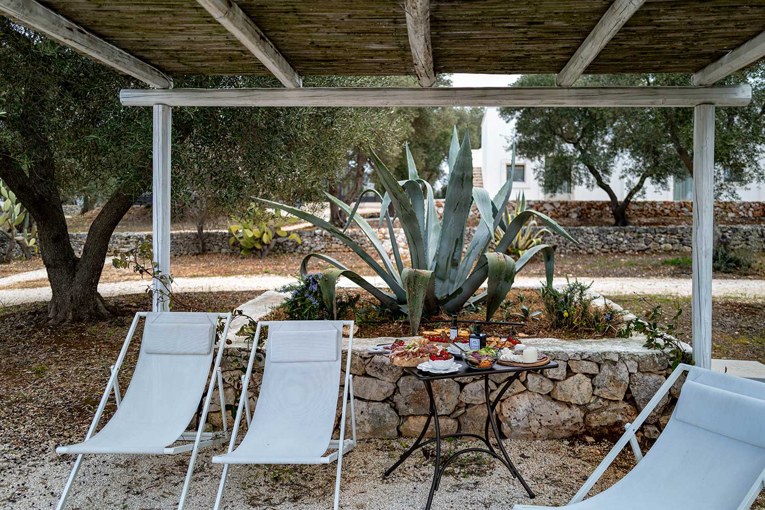 Aperitif amidst the Olive Trees